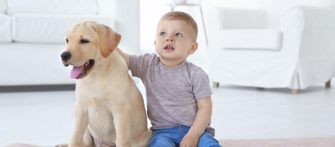 Ley de bienestar Animal: El curso para perros y el seguro, más cerca de ser obligatorios