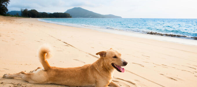 ¿Perros en las playas? Un verano atípico para mascotas y dueños, el primero con ley animal
