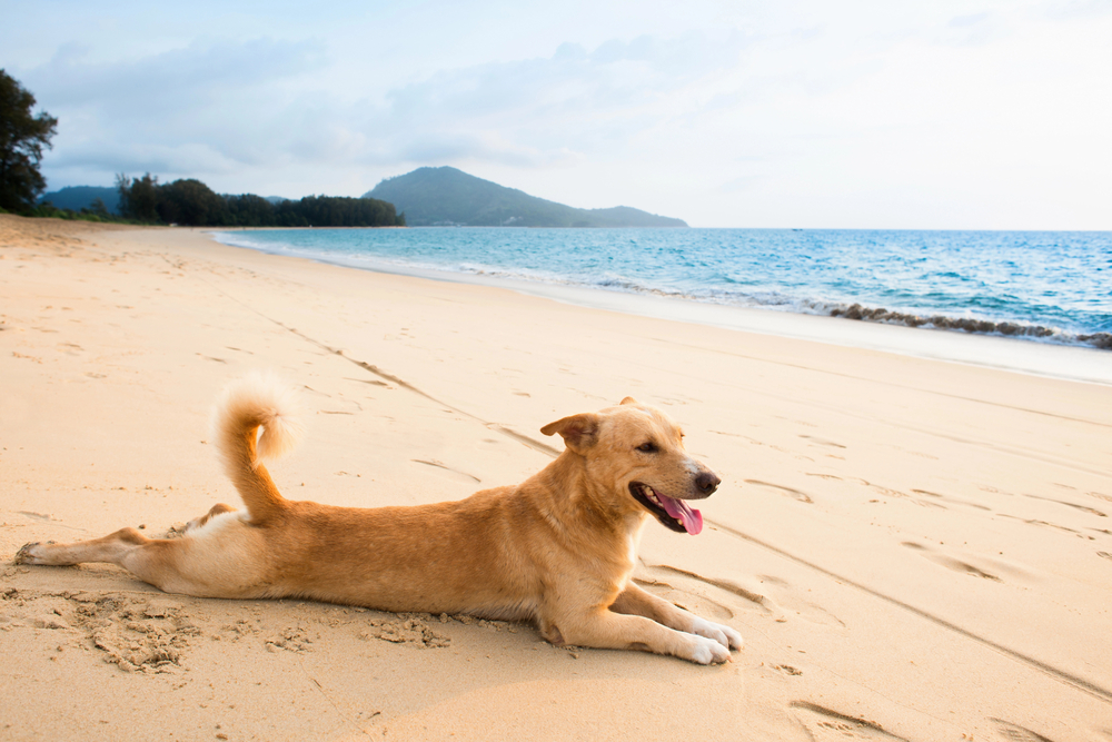 ¿Perros en las playas? Un verano atípico para mascotas y dueños, el primero con ley animal