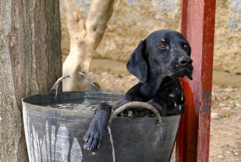 Los propietarios de una perra aceptan un año de prisión por dejarla morir de hambre