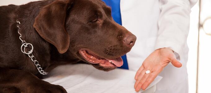 La Real Sociedad Canina de España se une en bloque con los veterinarios frente al nuevo  sistema de control de antibióticos