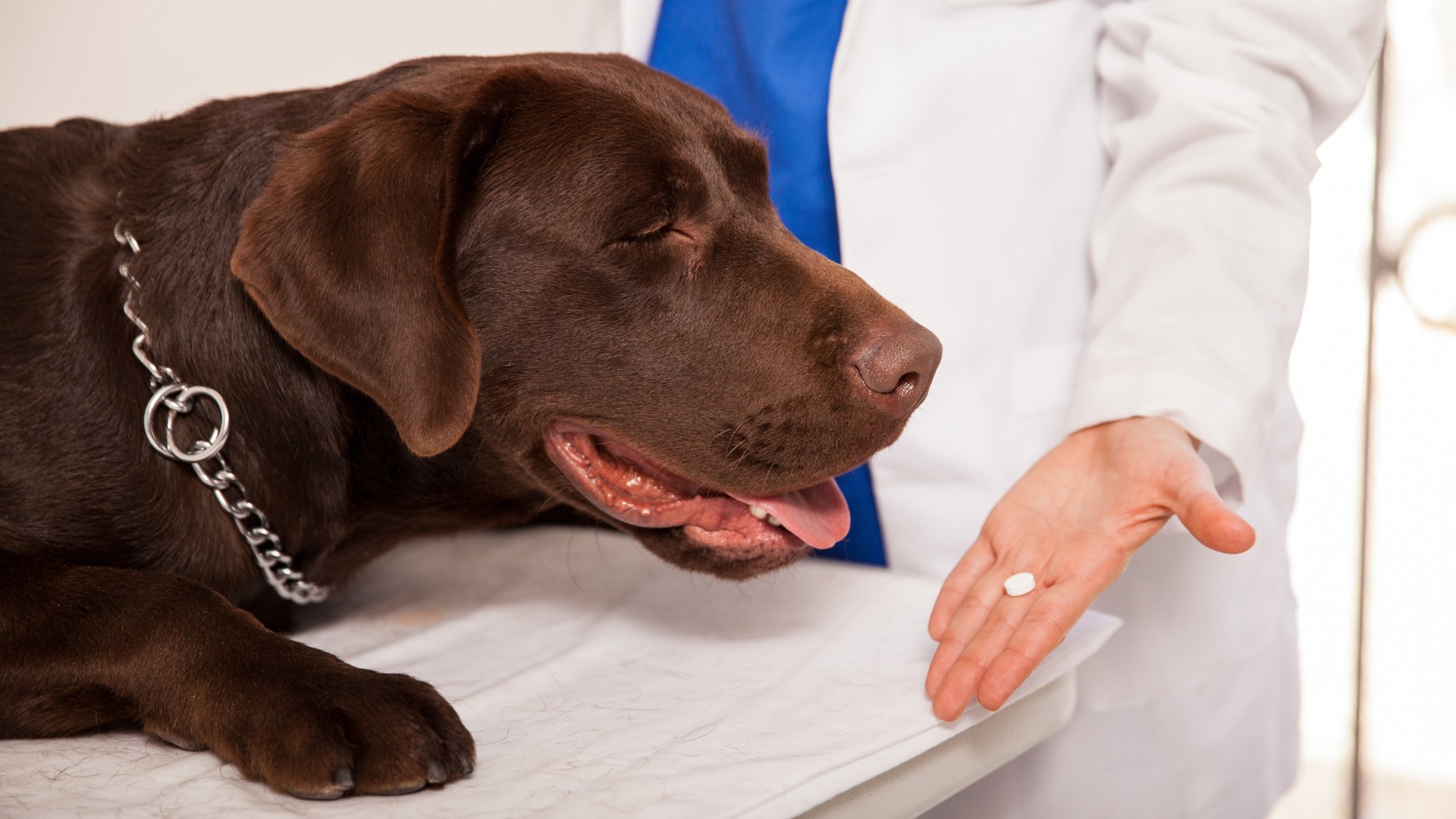 La Real Sociedad Canina de España se une en bloque con los veterinarios frente al nuevo  sistema de control de antibióticos