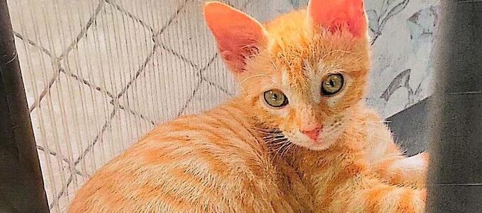 Sancionan a clínica veterinaria por daño moral tras perder las cenizas de un gato